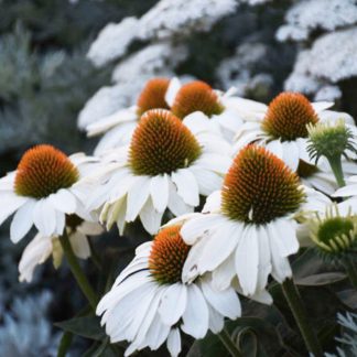 Echinacea purpurea 'PowWow White'