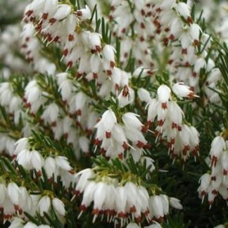 Erica darleyensis 'White Perfection'