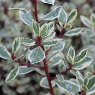 Rhamnus alaternus 'Argenteovariegatus'