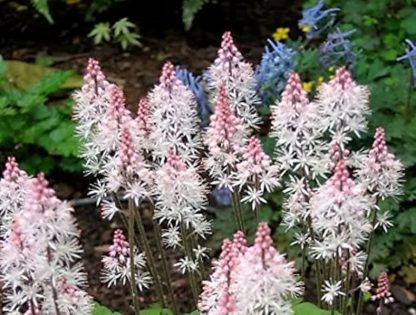 Tiarella wherryi