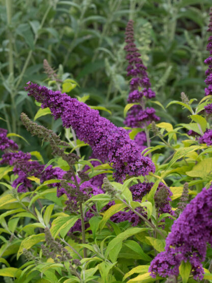 Buddleja davidii 'Summer Red'