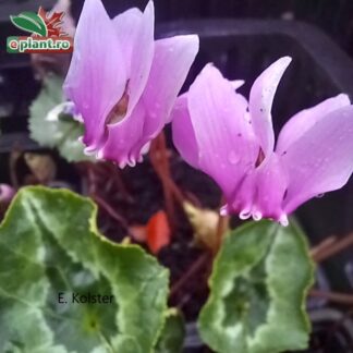 Cyclamen hederifolium 'Rose Pearls'