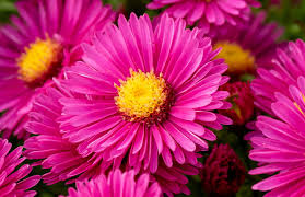 Aster dumosus 'Jenny'